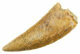 Serrated Raptor Tooth - Real Dinosaur Tooth #355547-1